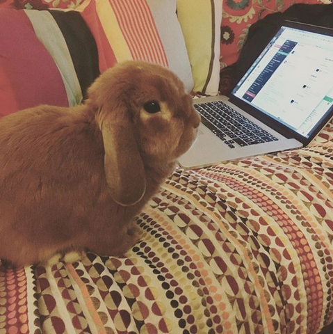 Roger Apple
